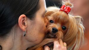 Analyse von Videos: Hundeverhalten wird oft missverstanden