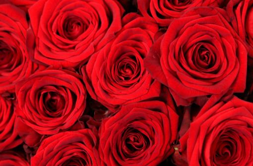 Rote Rosen symbolisieren Liebe. Foto: dpa/Roland Weihrauch