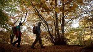 Noch liegt Laub und kein Schnee:  Wanderung durch den Herbstwald. Foto: dpa