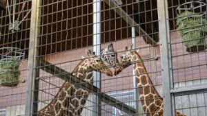 Die Giraffen in der Wilhelma haben Verstärkung bekommen. Foto: Wilhelma Stuttgart/Harald Knitter