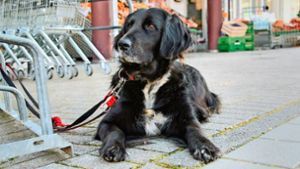 Die Erkenntnisse über die Erbanlagen sollen das Hundeleben erleichtern. Oder nervige Fragen nach der Rasse. Foto: Steve Przybilla