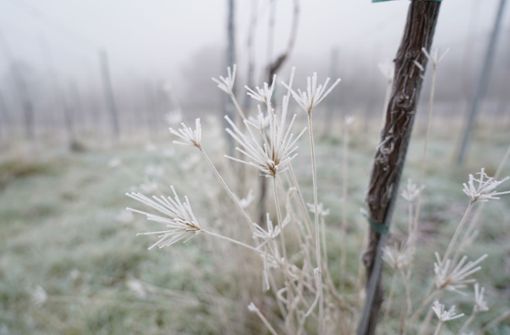 Ein bissschen Frost am Jahresende in den Reben – mehr hatte der Winter noch nicht drauf. Foto: Andreas Rosar