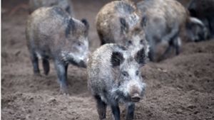 Bereits acht osteuropäische Staaten sind von der Schweinepest betroffen. Nun gibt es erste Fälle in Belgien (Symbolbild). Foto: dpa