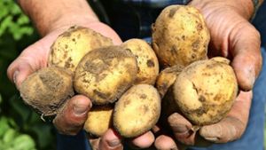 Kartoffeln mögen Temperaturen zwischen 16 und 27 Grad. Die vergangenen Sommer waren deutlich wärmer. Was tun? Foto: dpa/Bernd Wüstneck