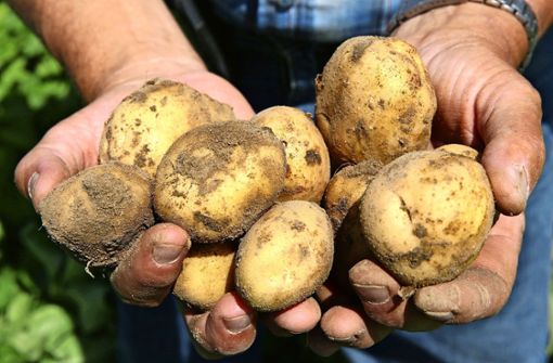 Kartoffeln mögen Temperaturen zwischen 16 und 27 Grad. Die vergangenen Sommer waren deutlich wärmer. Was tun? Foto: dpa/Bernd Wüstneck