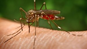 Was gegen Mücken hilft