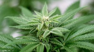 Der Besitz und Anbau von Cannabis sollen vom 1. April an erlaubt sein. Foto: Matt Masin/Zuma Press/dpa