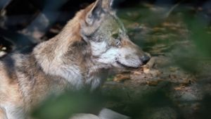 Eine Probe soll zeigen, ob wirklich ein Wolf hinter der Attacke steckt. Foto: IMAGO//Martin Wagner