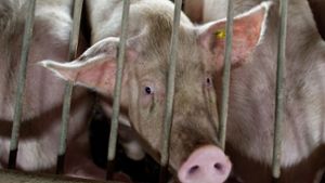 Ab kommenden Jahr soll zunächst frisches Schweinefleisch im Handel Foto: dpa/Patrick Pleul
