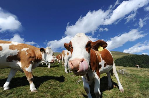 Immer schön Abstand halten: Kühe auf einer Alm in Österreich Foto: apa