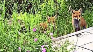 Die Kaltentaler Fuchsfamilie traut sich sogar auf die Terrasse. Foto: privat