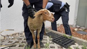 Erschöpft, aber lebendig: Das ausgebüxte Schaf nach der „Festnahme“ durch die Polizei. Foto: SDMG/Schulz