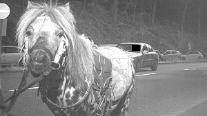 Ein Pferd ist in Hessen in eine Radarfalle geraten.  Foto: Stadt Eppstein
