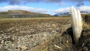 Der Stoßzahn eines Wollmammuts, der aus dem Permafrostboden auf der Wrangelinsel im nordöstlichen Sibirien herausragt. Foto: Love Dalén/dpa