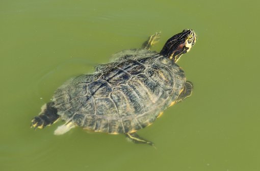 Schildkröten wohnen auch im Stuttgarter Feuersee. Foto: dpa
