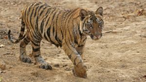 Die Tiger in Houston suchte tagelang nach einem Tiger. (Symbolbild) Foto: imago/imagebroker/Marko König