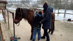 Das   Islandpferd Prenna ist Mikaels Lieblingspferd. Foto:  