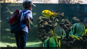 Das Aquarium in der Wilhelma bietet eine spannende Welt unter und über Wasser. Foto: Lichtgut/Max Kovalenko/Lichtgut/Max Kovalenko