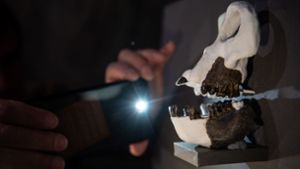 Forscher der Universität Tübingen haben dem Fossil einer bislang unbekannten Menschenaffenart den Beinamen Udo gegeben – nach Sänger Udo Lindenberg. Foto: dpa/Sebastian Gollnow