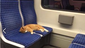 Die kleine Katze hat es sich auf den Sitzen der S-Bahn S1 gemütlich gemacht. Foto: Screenshot Facebook/Patrick Maurer