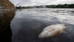 Ein massives Fischsterben im Max-Eyth-See hatte bundesweit für Furore gesorgt. (Archivbild) Foto: dpa/Sebastian Gollnow