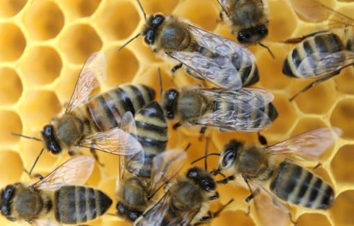 Die Bienenmanufaktur bietet ihr Mittel in verschiedenen Größen an. Foto: Archiv (dpa)