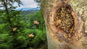 Die Honigbienen, die sich auf der Schwäbischen Alb  fast ausschließlich in Baumhöhlen des Schwarzspechts einquartieren, entstammen  Völkern, die irgendwann Imkern entkommen sind. Foto: /Ingo Arndt