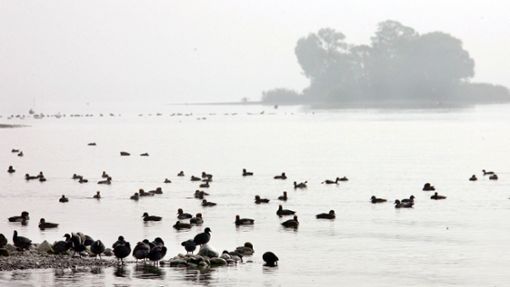 Wasservögel auf der Halbinsel Mettnau Foto: dpa/Patrick Seeger