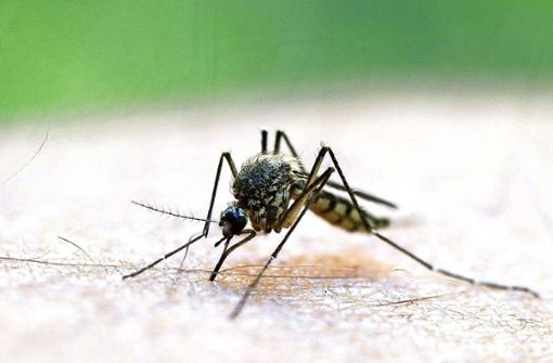Auch gewöhnliche Mücken können gefährliche Krankheiten übertragen, wie zum Beispiel das West-Nil-Fieber. Bisher ist das aber sehr selten. Foto: dpa/Patrick Pleul