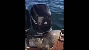 Der Seehund rettete sich in höchster Not auf das Boot. Foto: Screenshot Youtube / kirk fraser