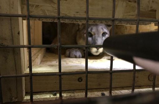 Der Puma wurde bei einer Kontrolle entdeckt. Foto: dpa/Polizei