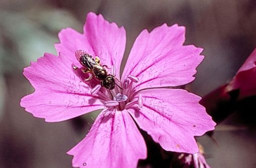 Eine Wildbiene auf einer Artischockenblüte Foto: dpa//Helge May