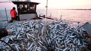Der Pro-Kopf-Verbrauch an Fisch ist in Deutschland gestiegen. Foto: dpa