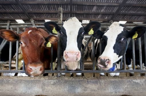 Jedes Jahr werden die Kuh-Zuchten in der Schweiz um 0,3 Zentimeter größer. (Symbolbild) Foto: dpa