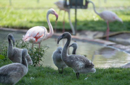 Die Flamingoküken sind noch grau. Sie sind in der Wilhelma geschlüpft. Foto: Wilhelma Stuttgart/Lisa-Marie Grimmer