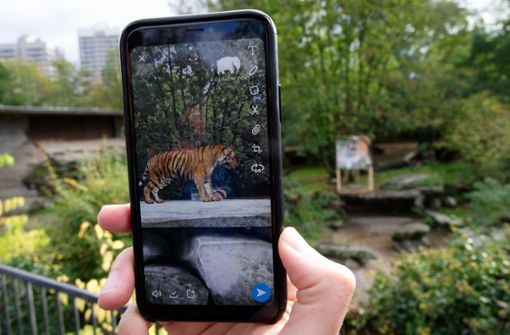 Der Tiger ist nur auf dem Handy zu sehen. Foto: dpa/Henning Kaiser