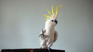 Kakadu „Snowball“ beweist beim Tanzen Spontanität – seit zehn Jahren ist er auf Youtube bekannt. Foto: dpa