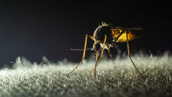 Wie sich Malaria in der Menschheitsgeschichte verbreitete
