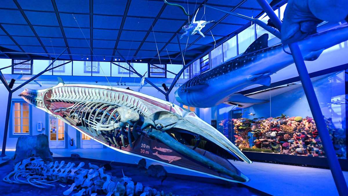 Rosenstein-Museum in Stuttgart: Der Wal ist zurück – So sieht die  neue Ausstellung    aus