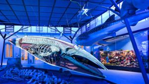 Der neue Meeressaal mit Seiwal im Schloss Rosenstein in Stuttgart. In dem Museum können Besucher eine Entdeckungsreise durch die Artenvielfalt erleben. Foto: /Max Kovalenko
