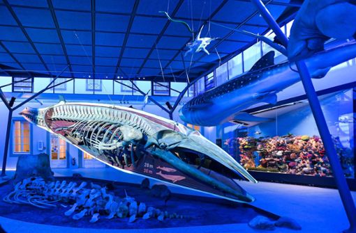 Der neue Meeressaal mit Seiwal im Schloss Rosenstein in Stuttgart. In dem Museum können Besucher eine Entdeckungsreise durch die Artenvielfalt erleben. Foto: /Max Kovalenko