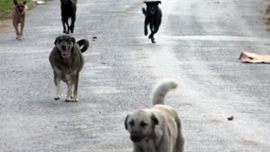 In Indien leben mehr als 30 Millionen herrenlose Hunde, viele von ihnen haben Tollwut (Symbolfoto).  Foto: dpa/Christine-Felice Röhrs