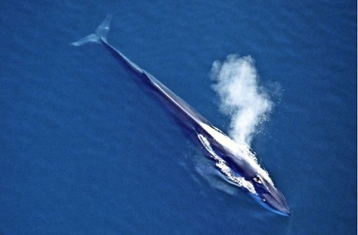Ein im Golf von Kalifornien schwimmender Finnwal Foto: dpa