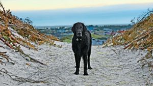 Gizmo macht gerne Urlaub in der Nebensaison: Ins Meer geht der große, schwarze Hund auch bei niedrigen Temperaturen. Hauptsache, die Wellen spielen mit ihm, und der Wind singt ein Lied. Foto: Helge Sobik