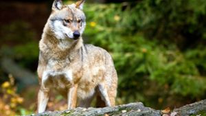 Ein Wolf soll Mitte Februar im Schwarzwald nahe Offenburg zwei Schafe gerissen haben. (Symbolbild) Foto: ZB