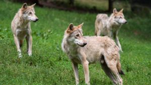 Bald schon könnten sich im Südwesten erste Wolfsrudel bilden. Foto: dpa