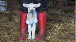 Auf manchen Schafweiden tragen die Lämmer Überzüge zum Schutz vor Unterkühlung Foto: imago/Mint Images