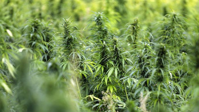Vorsicht bei Cannabis-Aktien: Das Depot besser „breit“ aufstellen