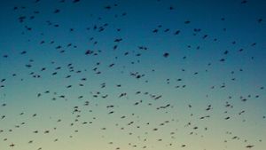 Ein Schwarm Stechmücken fliegt in der Abenddämmerung. Den Krankheitsüberträgern und Pflanzenschädlingen soll mithilfe von Gentechnik der  Garaus gemacht werden. Foto: dpa/Patrick Pleul