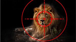Der König der Tiere im Fadenkreuz: Allein 2018 töteten Wilderer 600 Löwen. Foto: Adobe /Mikhail Semenov  Montage: Pichlmaier